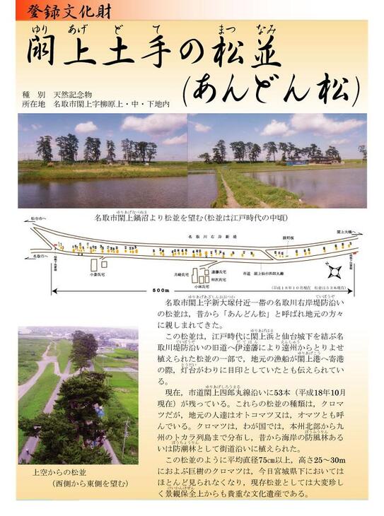 写真に続いて説明 登録文化財 閖上土手の松並(あんどん松)の画像