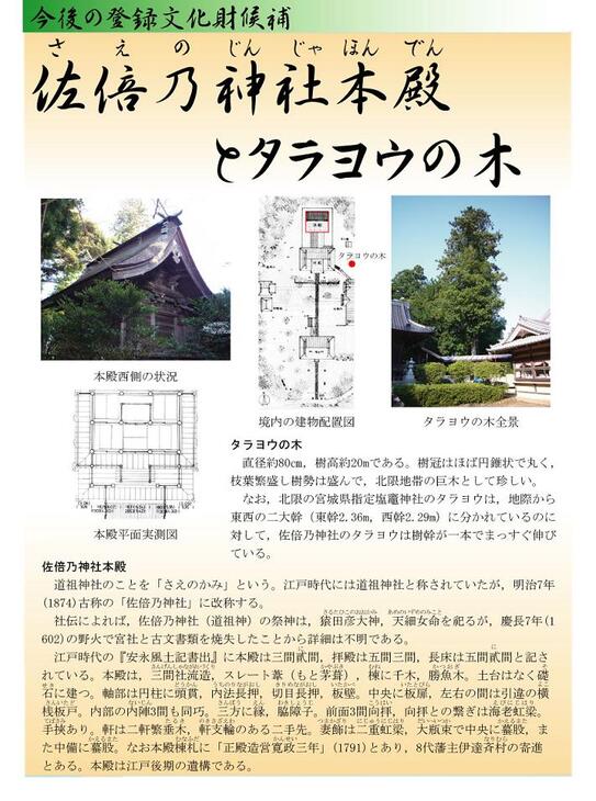 写真に続いて説明 佐倍乃神社本殿とタラヨウの木の画像